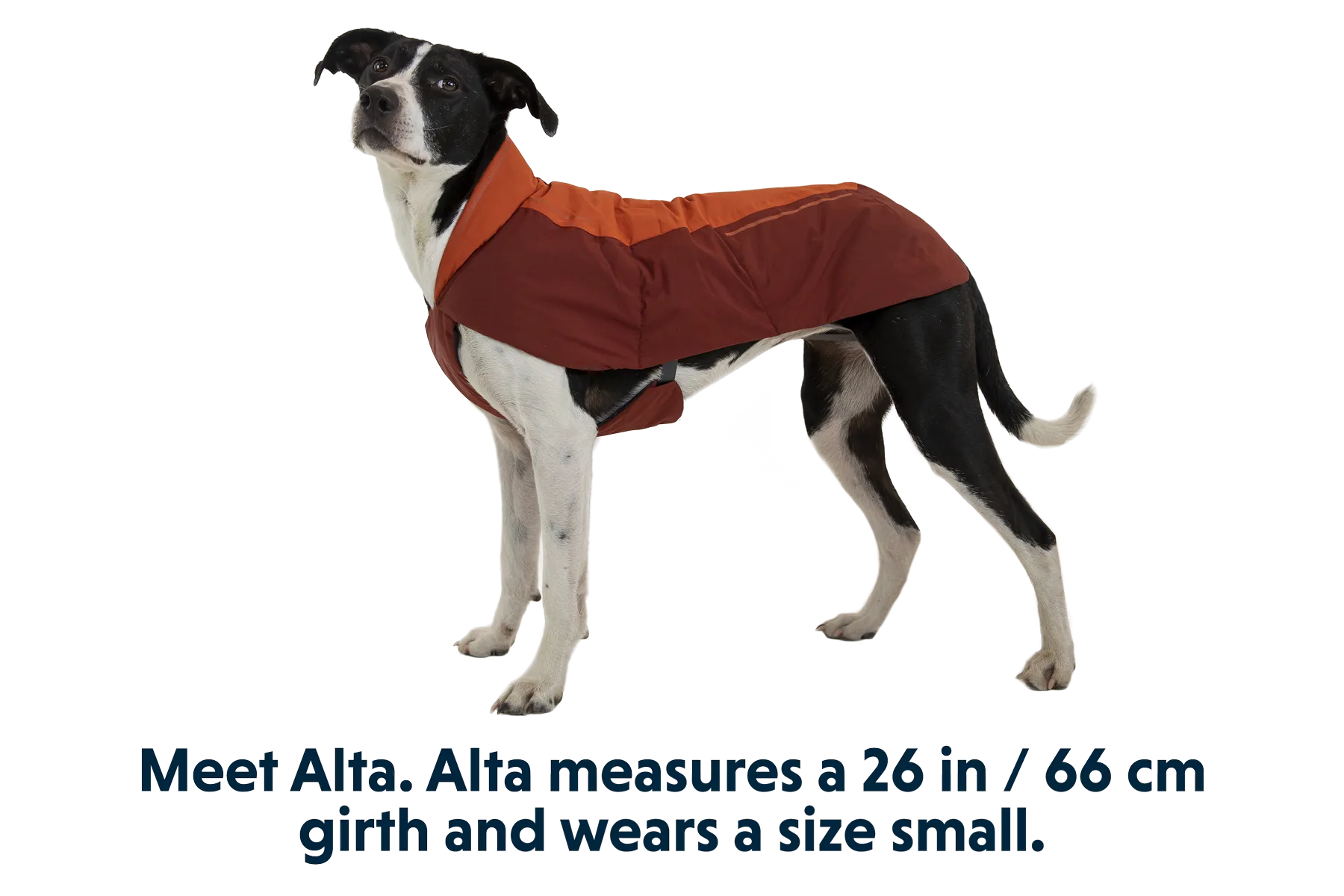 Vert™ Dog Jacket