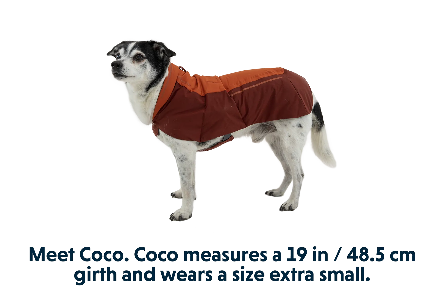 Vert™ Dog Jacket