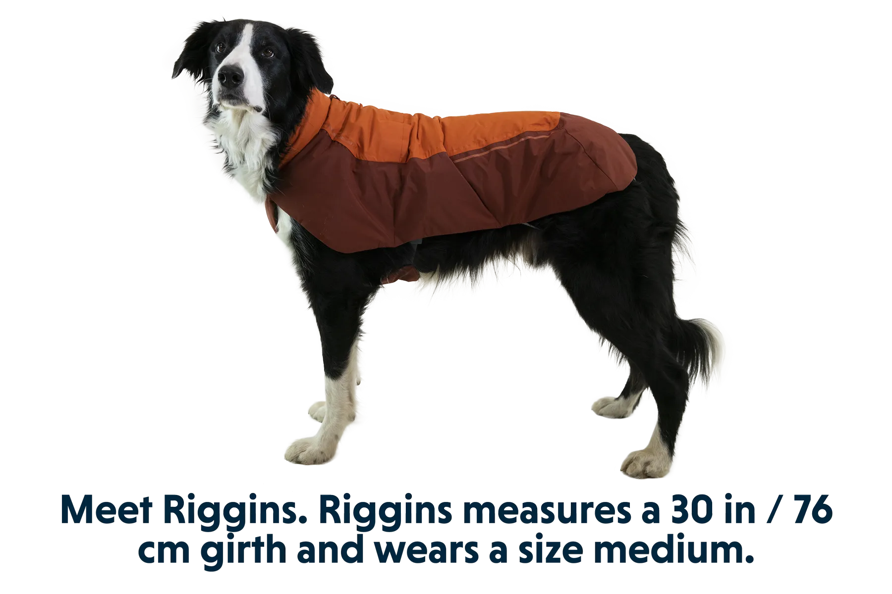 Vert™ Dog Jacket